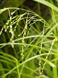 Attēlu rezultāti vaicājumam “Glyceria striata”