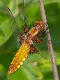 Attēlu rezultāti vaicājumam “Libellula depressa”