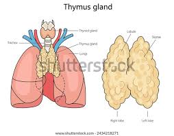 Image result for Thymus