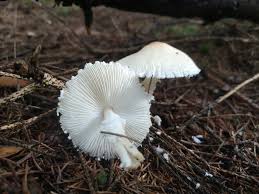 Attēlu rezultāti vaicājumam “Lepiota clypeolaria”