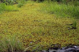 Attēlu rezultāti vaicājumam “Sphagnum cuspidatum”