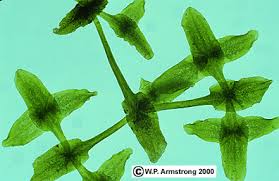 Attēlu rezultāti vaicājumam “Lemna trisulca”
