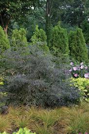 Attēlu rezultāti vaicājumam “Sambucus nigra”