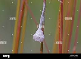 Attēlu rezultāti vaicājumam “Agroeca brunnea”