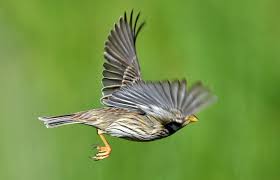 Image result for Emberiza calandra