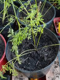 Attēlu rezultāti vaicājumam “Cenolophium denudatum leaf”