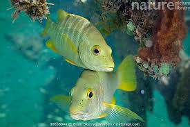 Image result for Lutjanus jocu