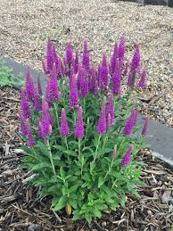 Attēlu rezultāti vaicājumam “Veronica spicata flower”