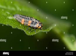 Attēlu rezultāti vaicājumam “Adalia bipunctata larva”