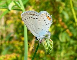 Attēlu rezultāti vaicājumam “Everes argiades male”