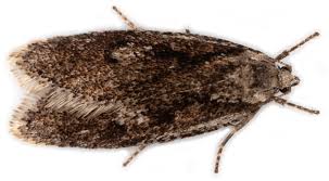 Attēlu rezultāti vaicājumam “Semioscopis avellanella”