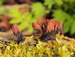 Attēlu rezultāti vaicājumam “Stemonitis lignicola spores”