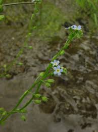 Attēlu rezultāti vaicājumam “Myosotis laxa subsp. baltica leaf”