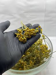 Attēlu rezultāti vaicājumam “Tanacetum vulgare flower”