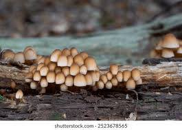 Attēlu rezultāti vaicājumam “Mycena renati”