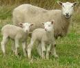 lammas pronunciation