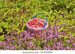 Attēlu rezultāti vaicājumam “Fragaria viridis”