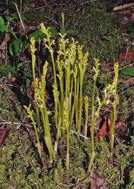 Attēlu rezultāti vaicājumam “Corallorhiza trifida flower”