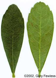 Attēlu rezultāti vaicājumam “Myrica gale leaf”