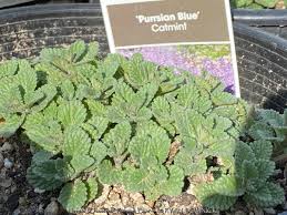 Attēlu rezultāti vaicājumam “Nepeta x faassenii leaf”