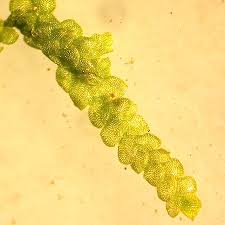 Attēlu rezultāti vaicājumam “Lejeunea cavifolia”