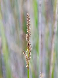 Attēlu rezultāti vaicājumam “Carex appropinquata leaf”