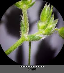 Attēlu rezultāti vaicājumam “Cerastium semidecandrum leaf”