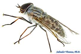 Attēlu rezultāti vaicājumam “Tabanidae”