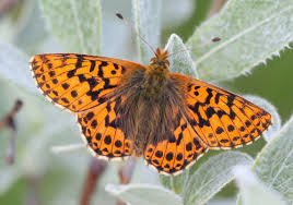 Attēlu rezultāti vaicājumam “Boloria aquilonaris underside”