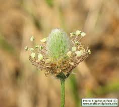 Attēlu rezultāti vaicājumam “Plantago uniflora”