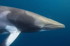 Image result for Balaenoptera acutorostrata