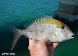 Image result for Calamus bajonado