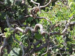 Attēlu rezultāti vaicājumam “Trichia contorta young”