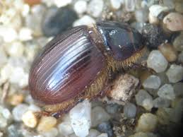 Attēlu rezultāti vaicājumam “Aegialia arenaria”