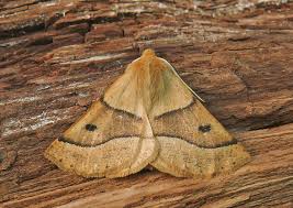 Attēlu rezultāti vaicājumam “Crocallis elinguaria larva”