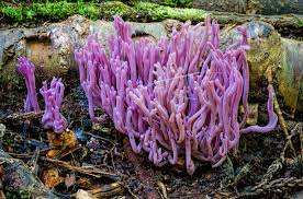 Attēlu rezultāti vaicājumam “Clavaria sphagnicola”