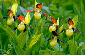 Attēlu rezultāti vaicājumam “Cypripedium calceolus flower”