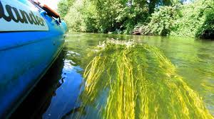 Image result for Byfleet Angling Association