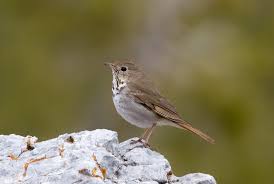 Image result for Catharus guttatus