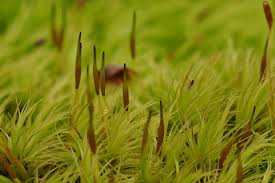 Attēlu rezultāti vaicājumam “Dicranum scoparium sporophyte”