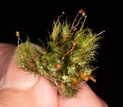 Attēlu rezultāti vaicājumam “Bartramia pomiformis”