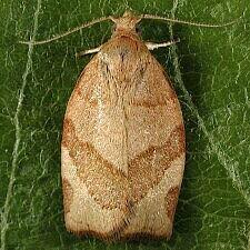 Attēlu rezultāti vaicājumam “Pandemis cerasana”