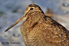 Attēlu rezultāti vaicājumam “Scolopax rusticola juvenile”