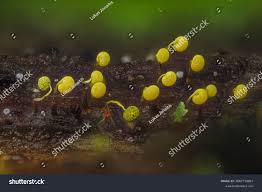 Attēlu rezultāti vaicājumam “Physarum viride var. aurantium stalked”