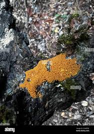 Attēlu rezultāti vaicājumam “Hemitrichia leiotricha macro”