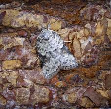 Attēlu rezultāti vaicājumam “Nycteola sp.”