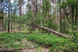 Image result for Robur Duo