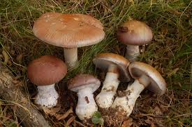 Attēlu rezultāti vaicājumam “Cortinarius praestans”