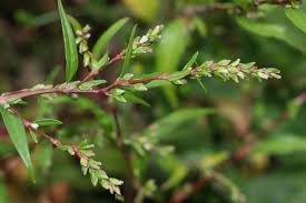 Attēlu rezultāti vaicājumam “Persicaria hydropiper”