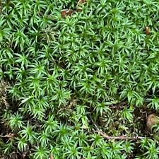 Attēlu rezultāti vaicājumam “Atrichum undulatum”